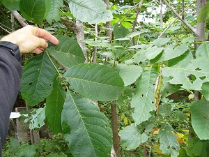 juglans regia var.carpathian ( noyer des carpates )